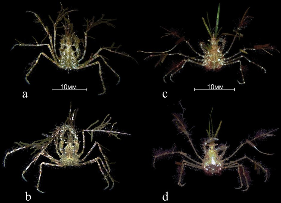 Macropodia rostrata