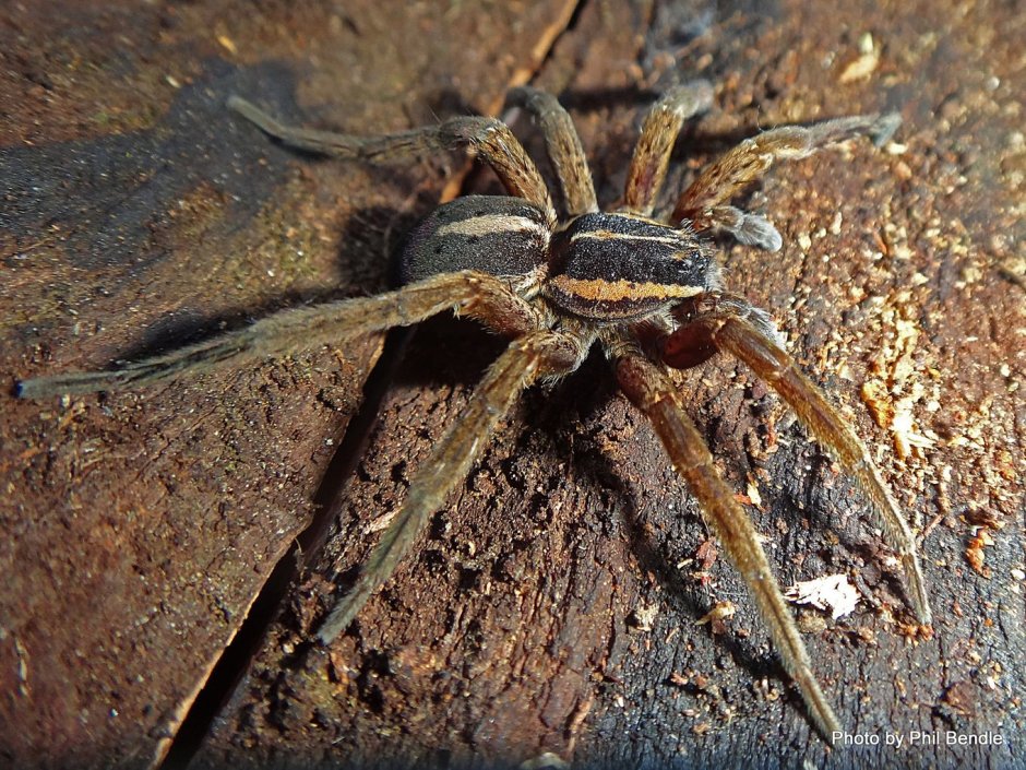 Паук Dolomedes