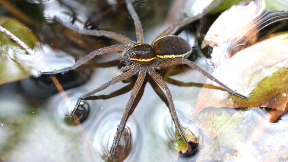 Паук каёмчатый охотник (Dolomedes fimbriatus)