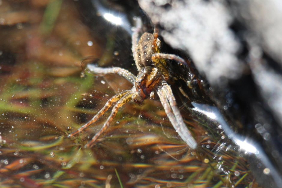 Dolomedes aquaticus паук