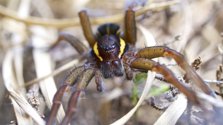 Паук Dolomedes fimbriatus (Pisauridae)