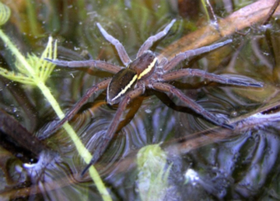 Паук-охотник heteropoda maxima