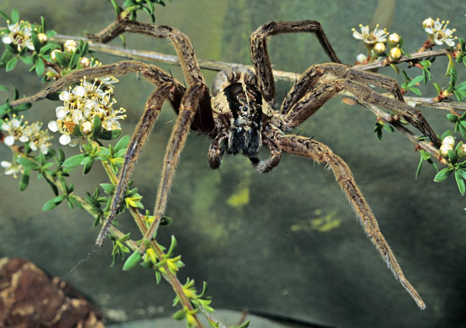 Dolomedes plantarius паук