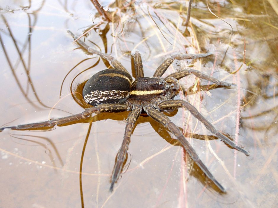 Fishing Spider