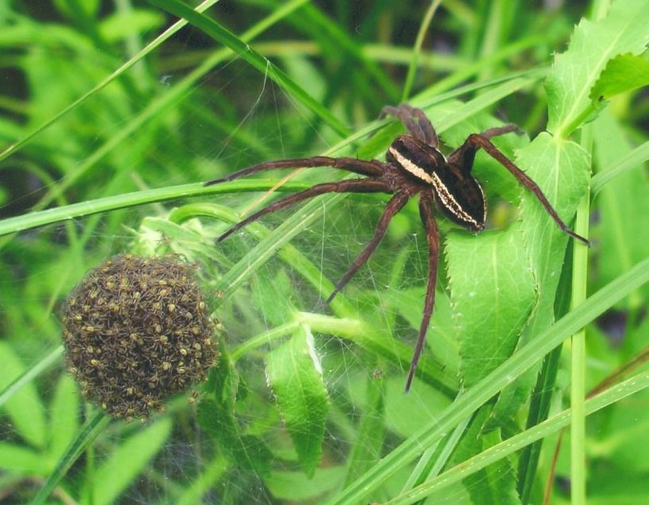 Паук Dolomedes fimbriatus (Pisauridae)