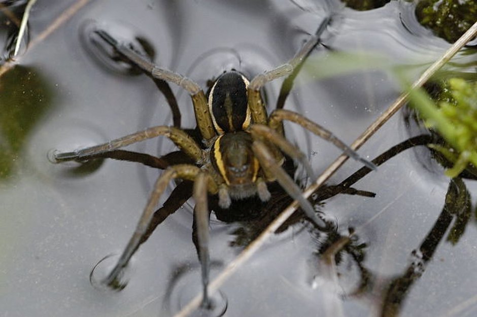 Winged Spider