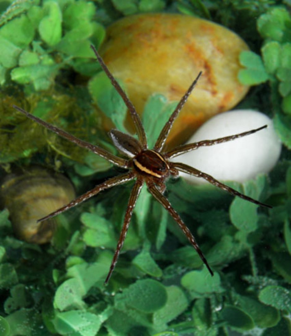 Dolomedes fimbriatus паук Тарантул