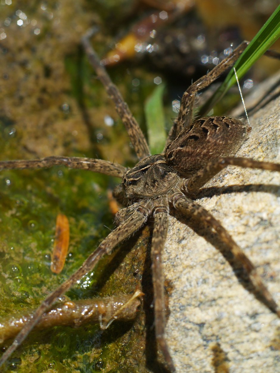 Dolomedes Minor - большой паук