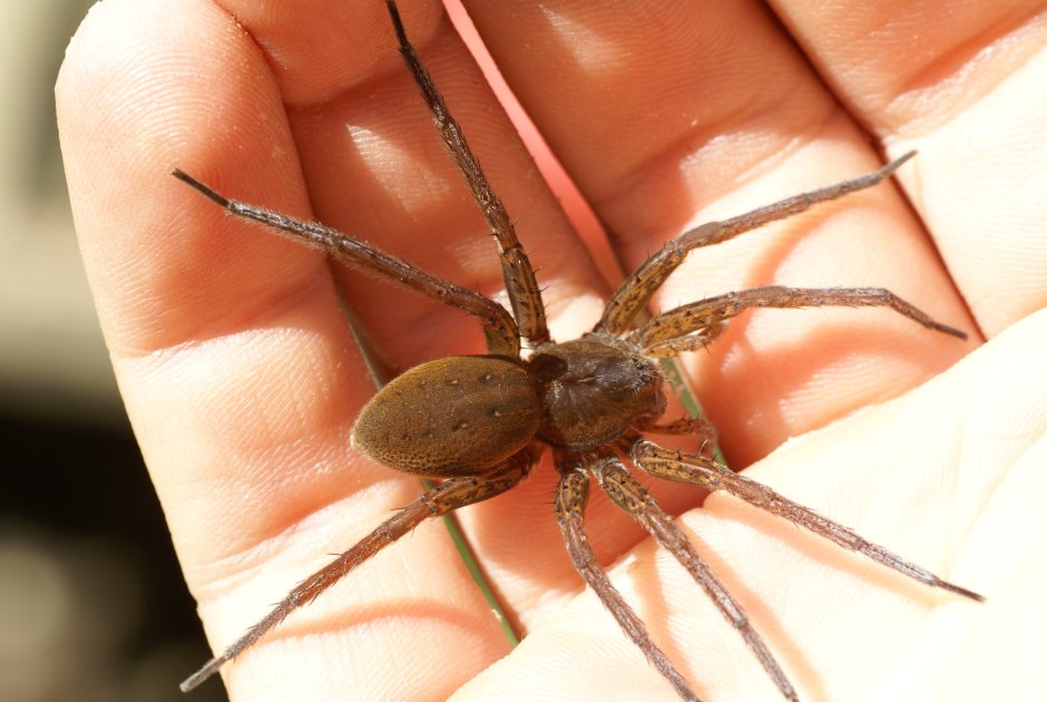 Dolomedes Triton паук