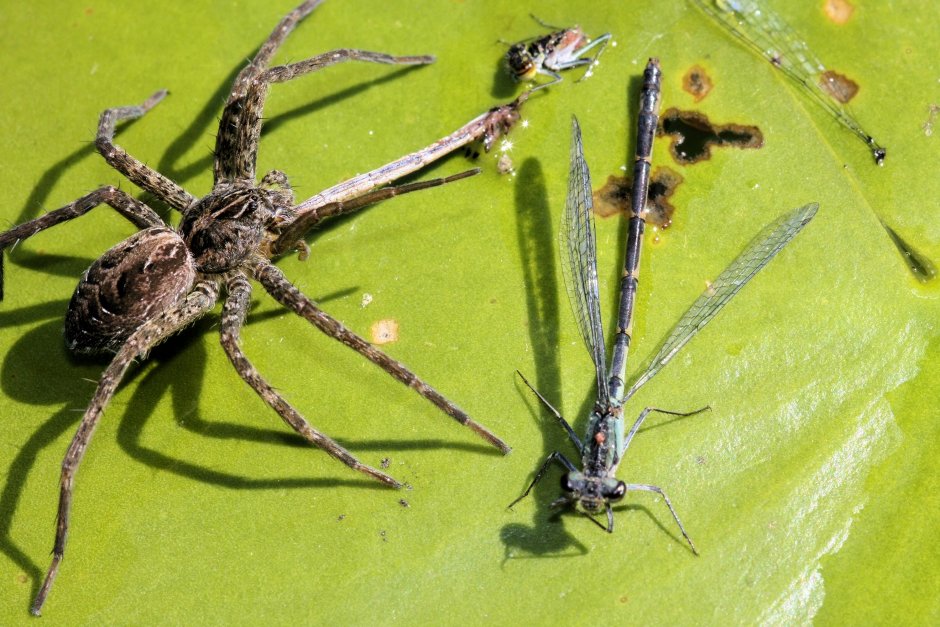 Dolomedes tenebrosus паук