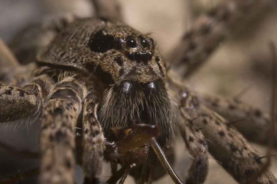 Cebrennus rechenbergi