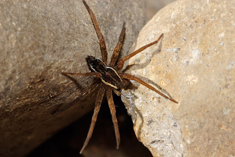 Dolomedes fimbriatus паук