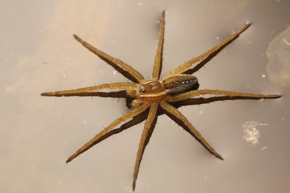 Dolomedes Minor паук