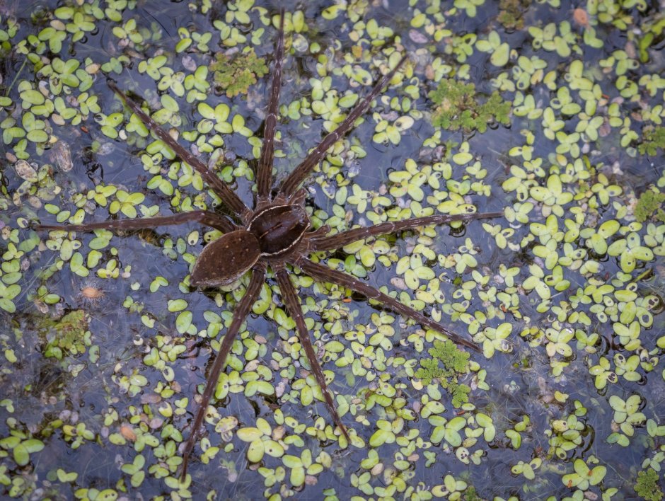 Dolomedes tenebrosus (Dark Fishing Spider