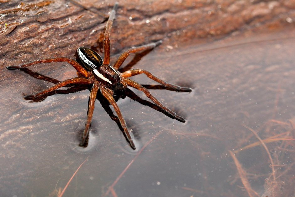 Волосы Spider