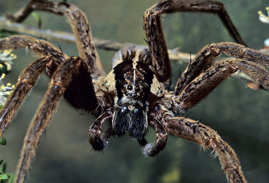 Dolomedes Minor