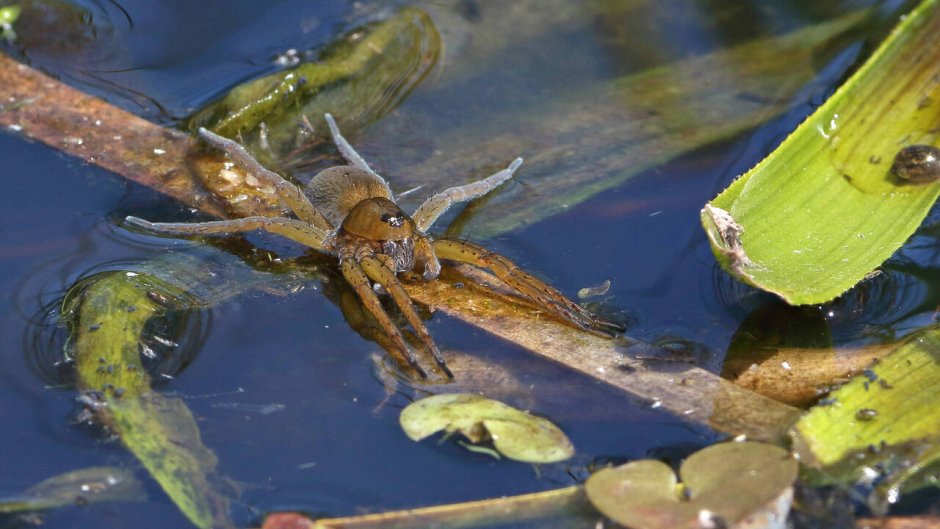 Dolomedes Minor паук
