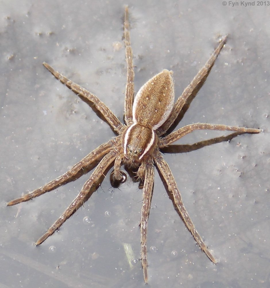 Dolomedes Minor паук