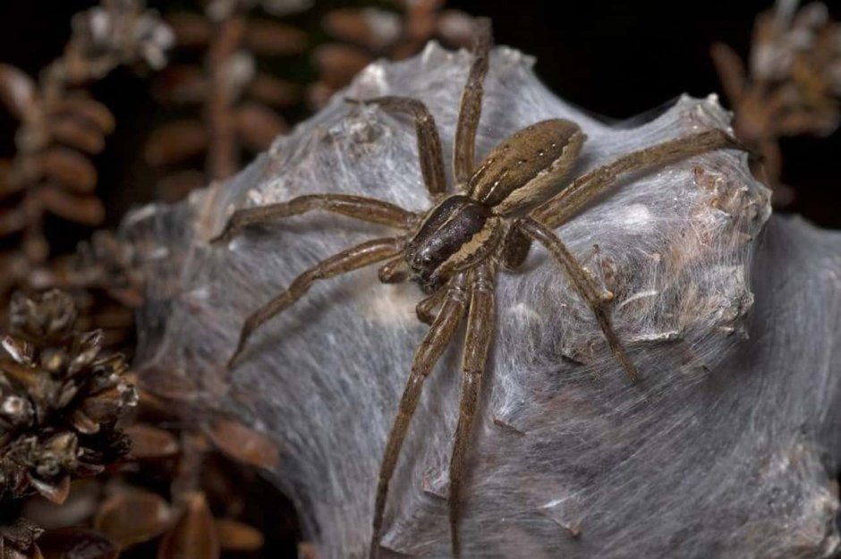 Dolomedes fimbriatus male