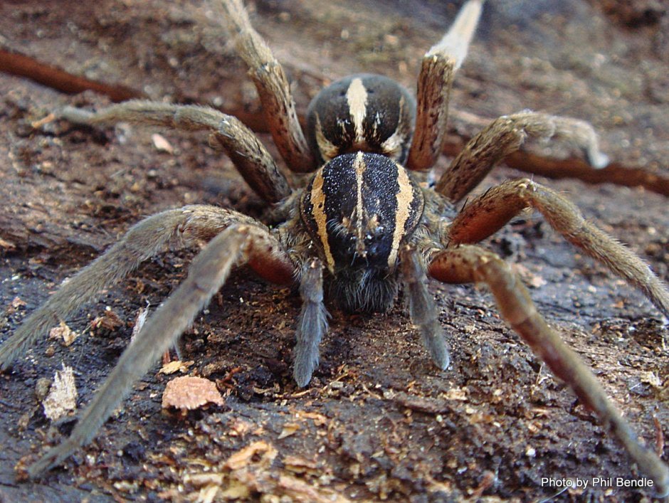 Dolomedes fimbriatus паук Тарантул