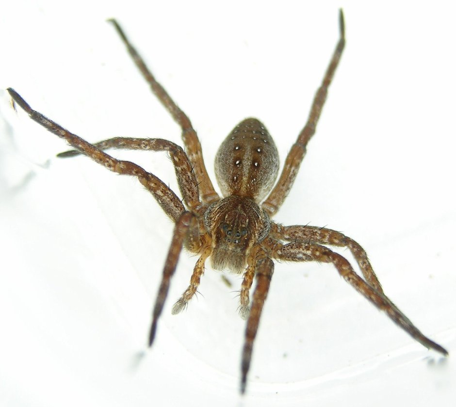 Dolomedes fimbriatus female