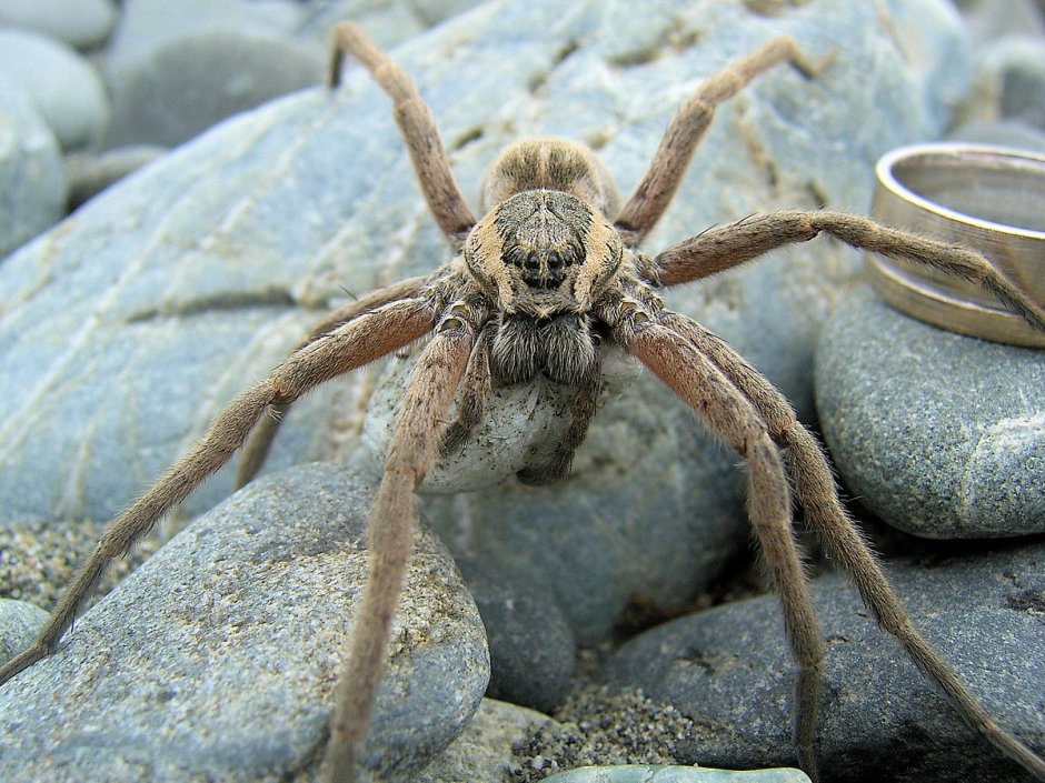 Dolomedes Triton паук