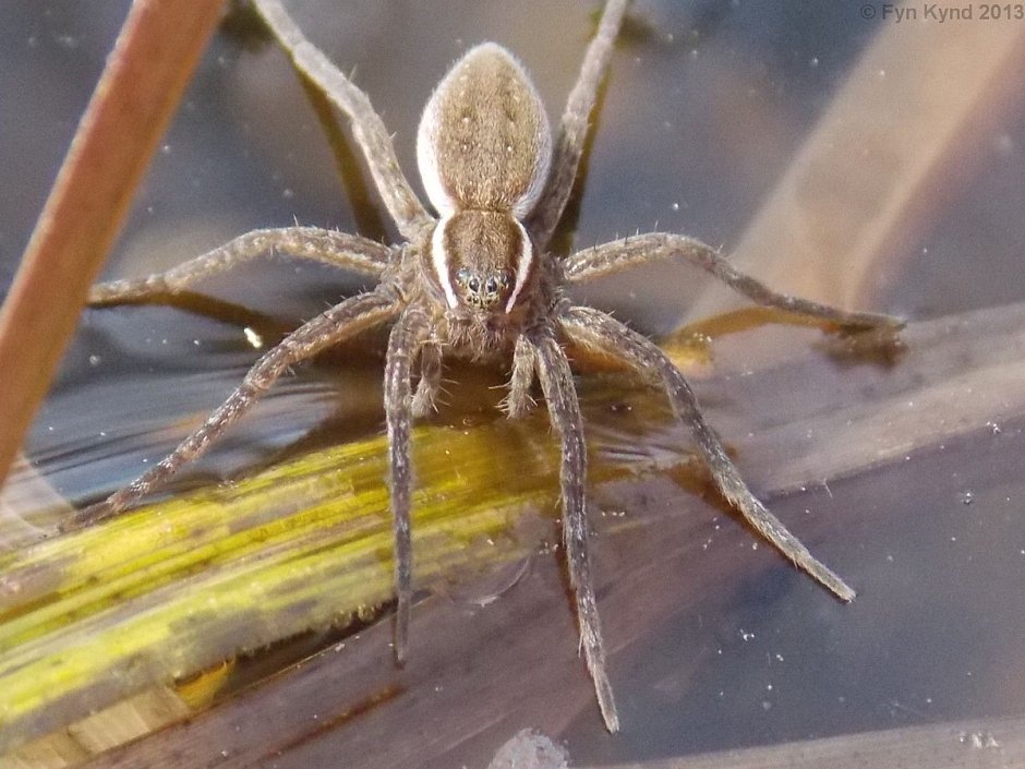 Dolomedes Minor паук