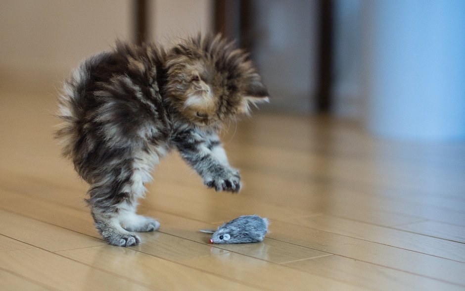 Смешной котяра