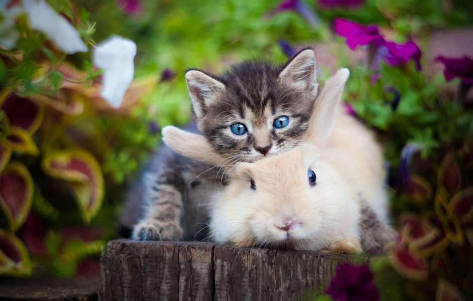 Котик и зайчик