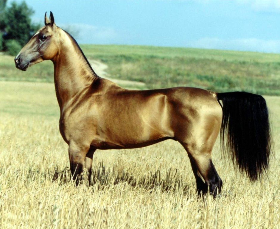 Магеллан ахалтекинец