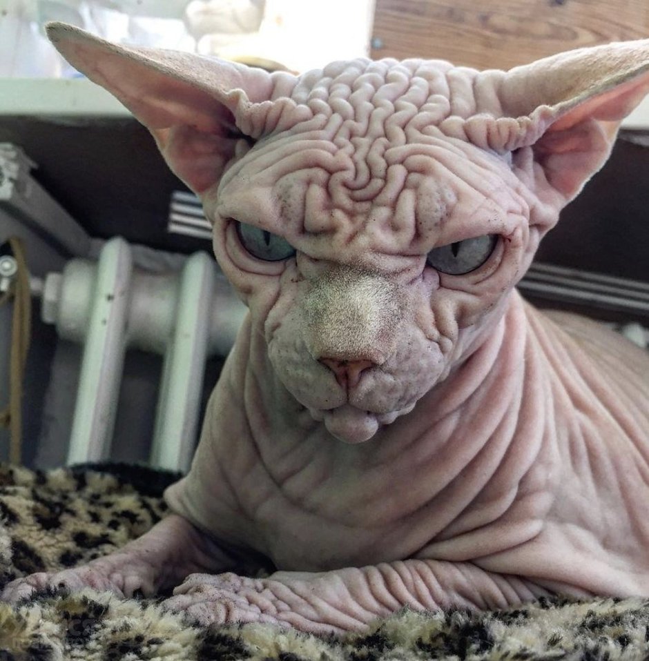 Персидский кот и сфинкс