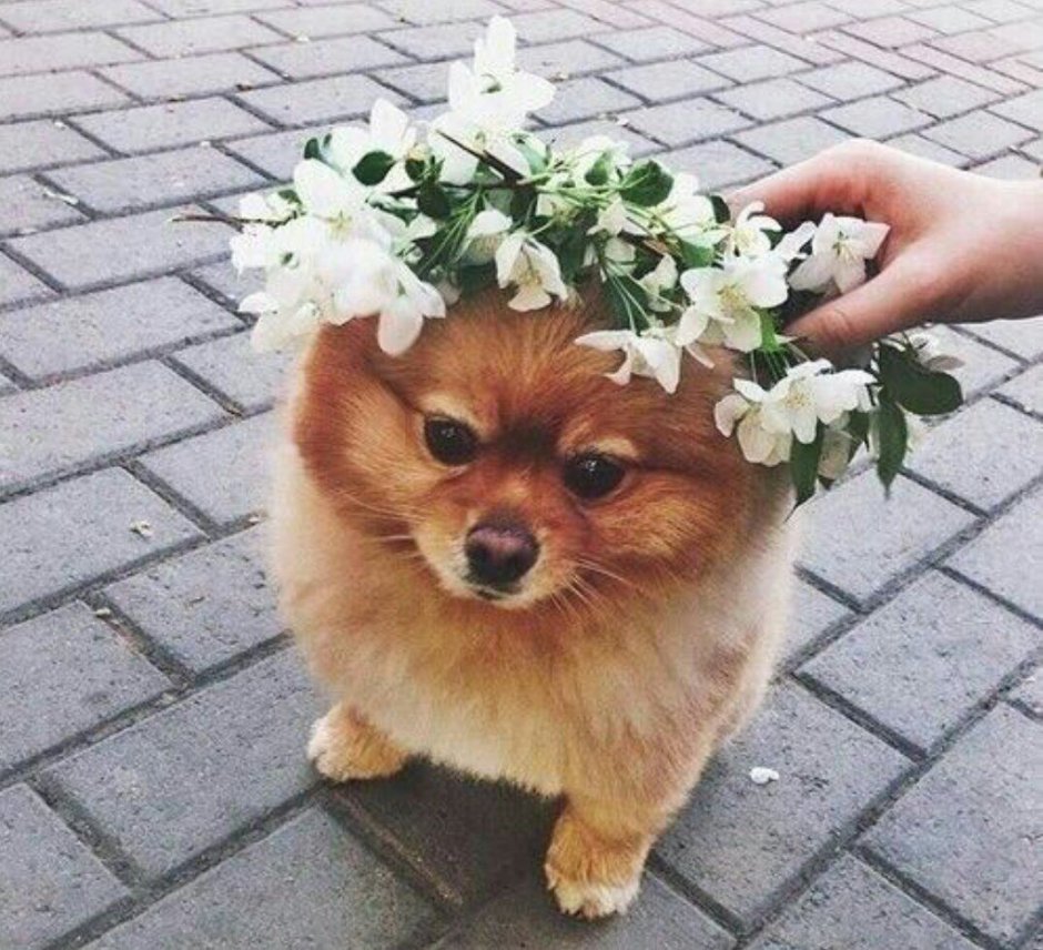 Шпиц Эстетика