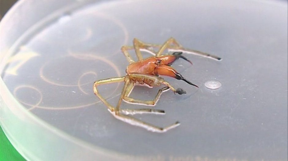 Паук Cheiracanthium punctorium