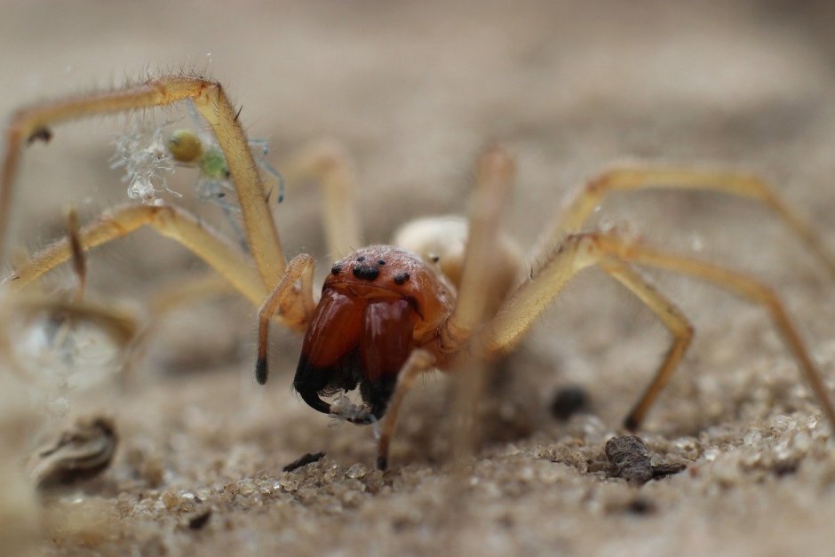Cheiracanthium virescens паук