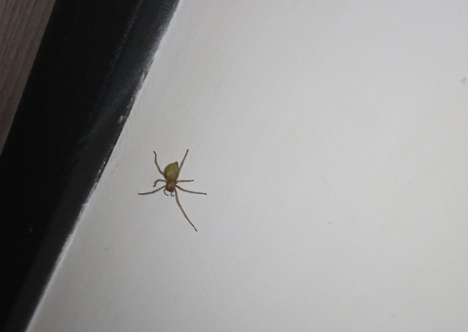 Cheiracanthium punctorium