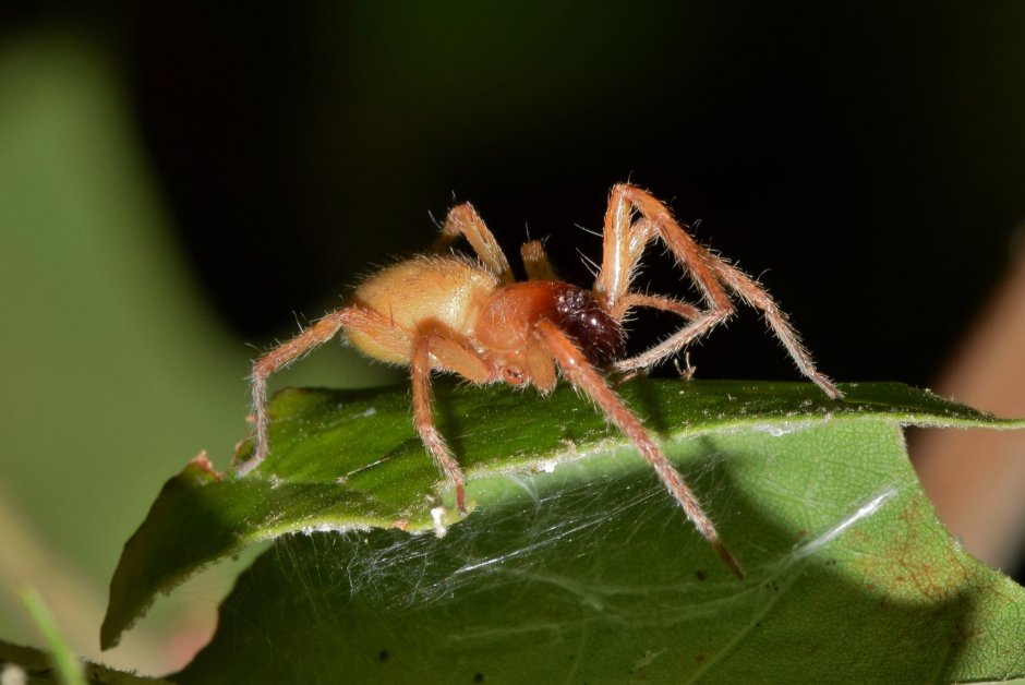 Паук Cheiracanthium punctorium