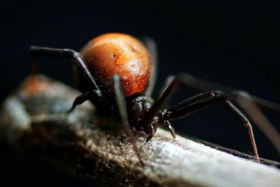 Cheiracanthium punctorium желтосумный колющий паук