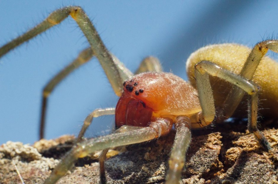 Cheiracanthium inclusum паук