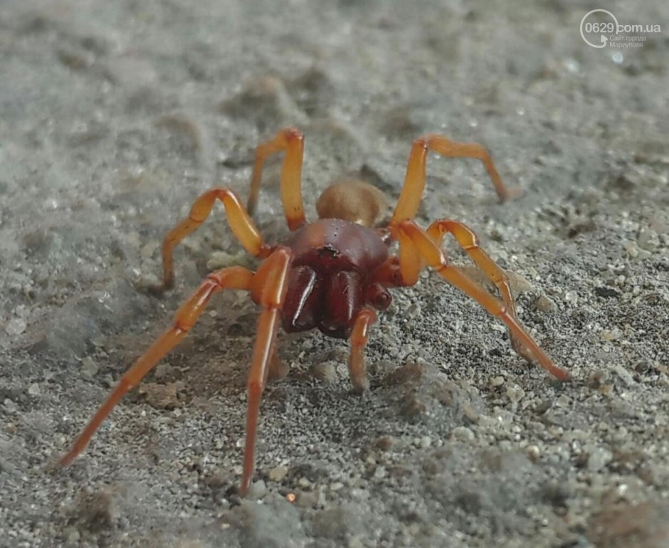 Cheiracanthium inclusum