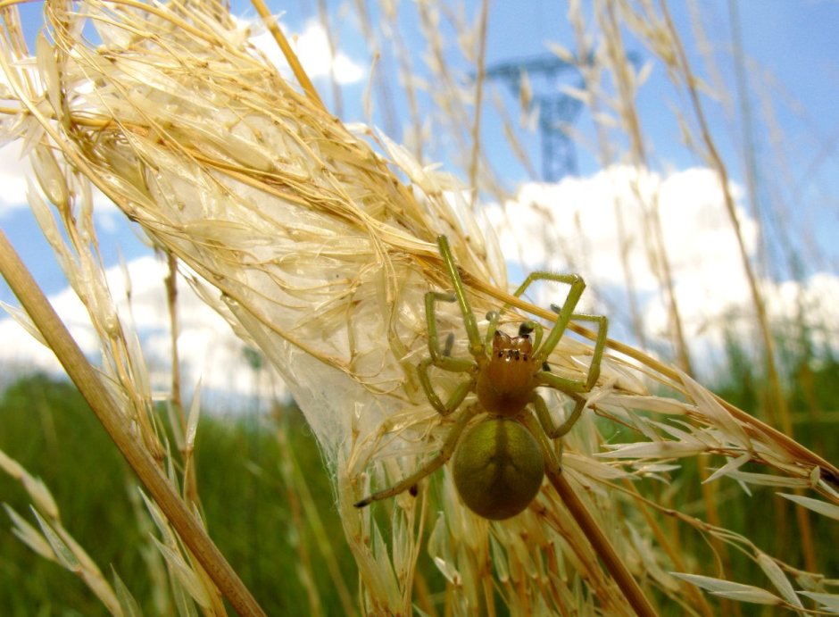 Cheiracanthium virescens
