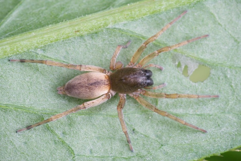 Cheiracanthium inclusum