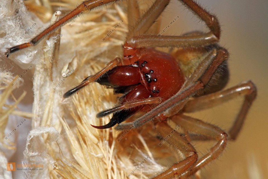 Theridion grallator