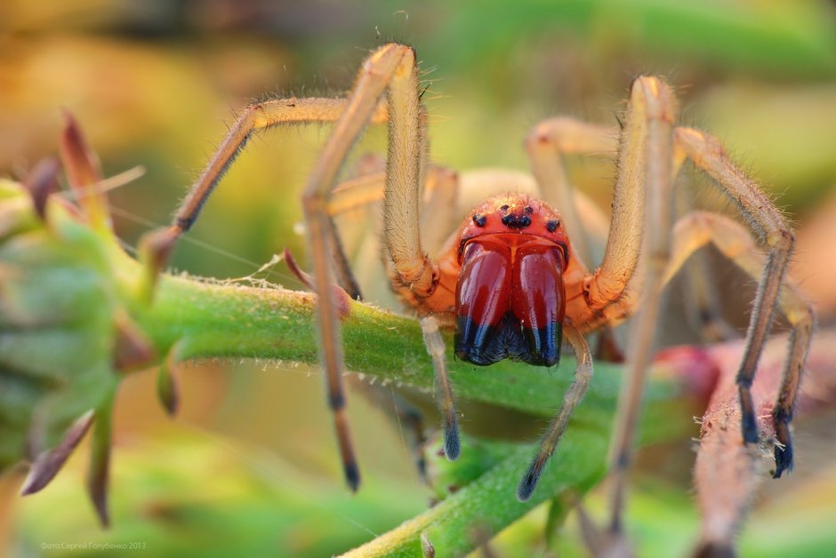Cheiracanthium mildei паук