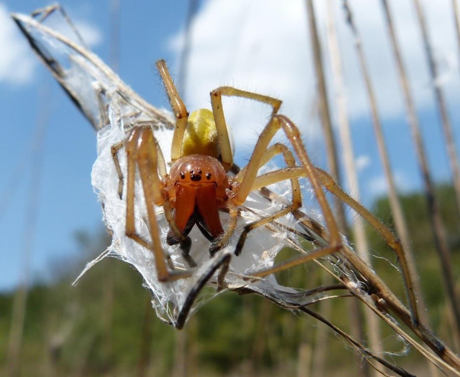 Cheiracanthium inclusum паук