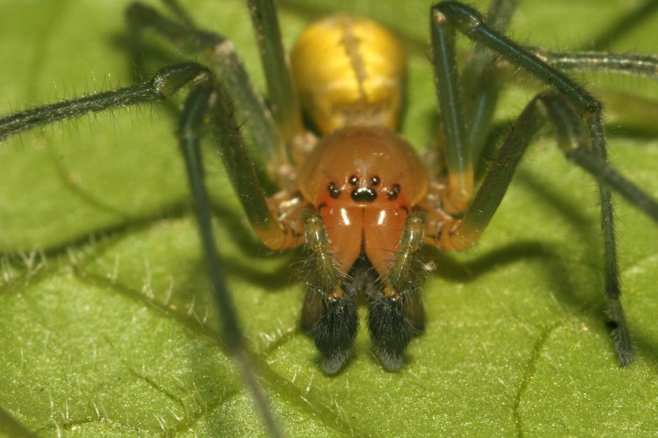 Nesticus birsteini pedipalp