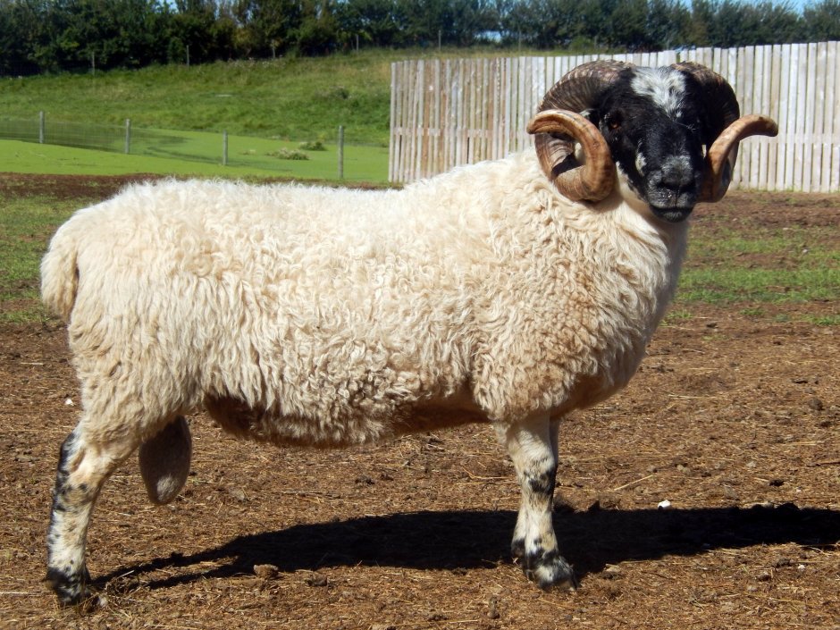 Scottish Blackface Sheep
