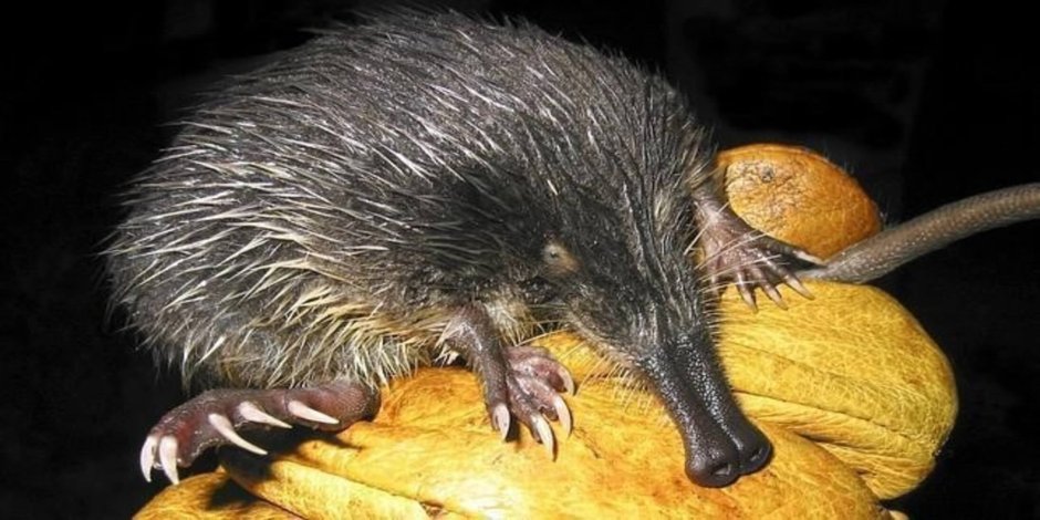 GALEMYS pyrenaicus — Пиренейская выхухоль