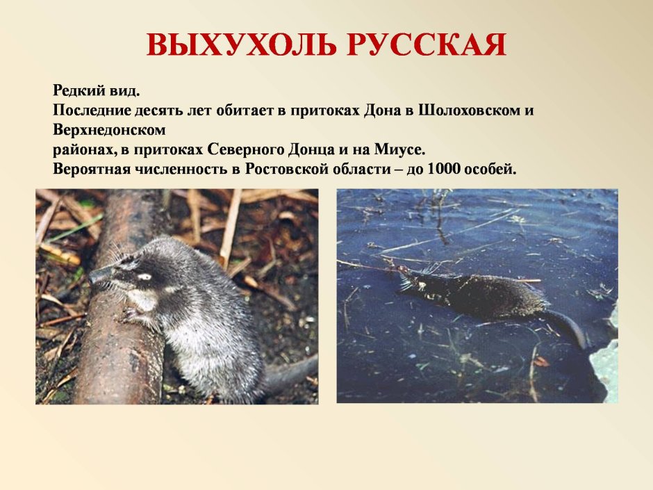 Красная книга Ростовской области выхухоль