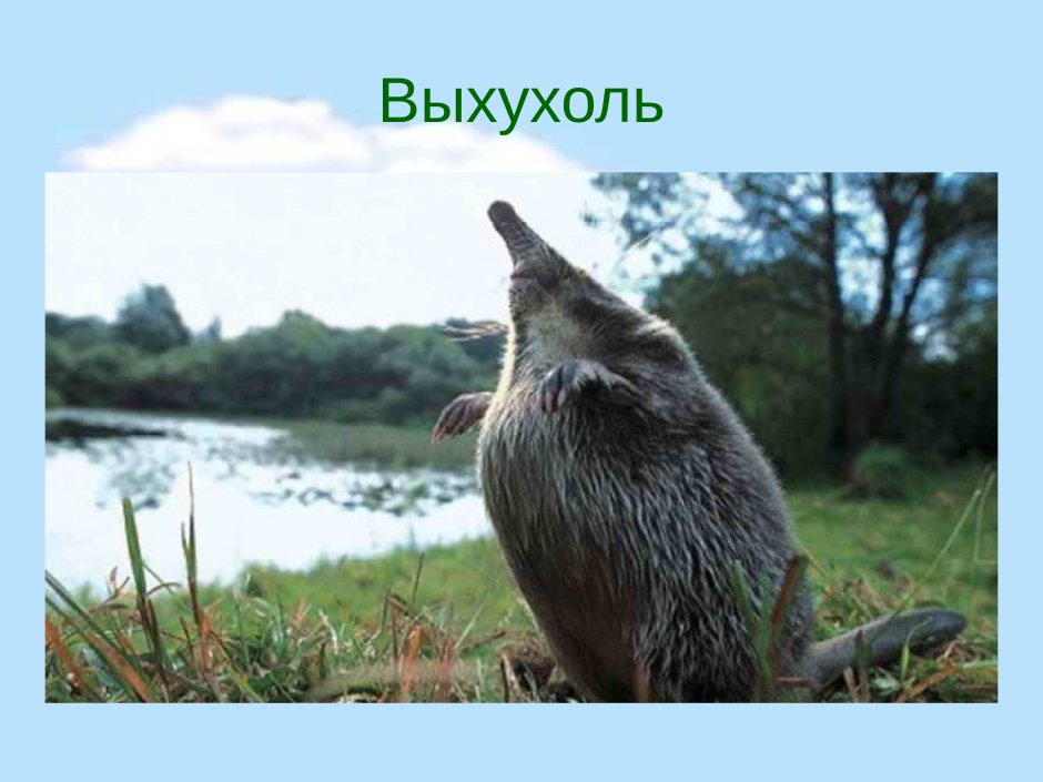 Выхухоль самец