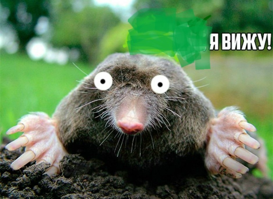 Крот прикол